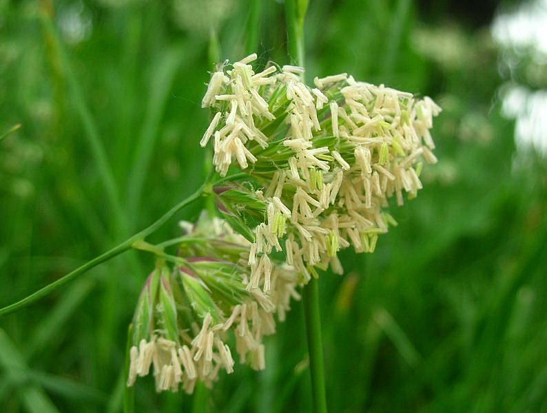 Dactylis glomerata / Erba mazzolina comune